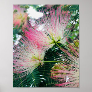 Poster Flores da Árvore de Mimosa