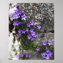 Poster Flores da Campânia crescendo em uma parede