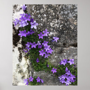 Poster Flores da Campânia crescendo em uma parede