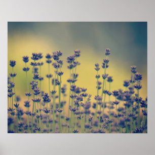 Poster Flores da lavanda
