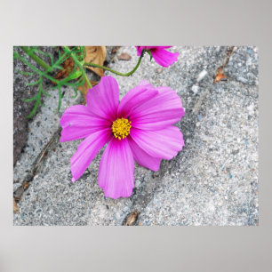 Pôster Flores da lavanda com citações inspiradas