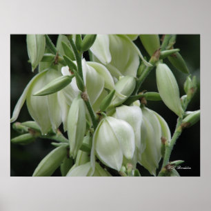 Poster Flores da mandioca