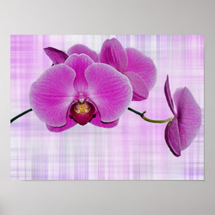Pôster Flores da orquídea