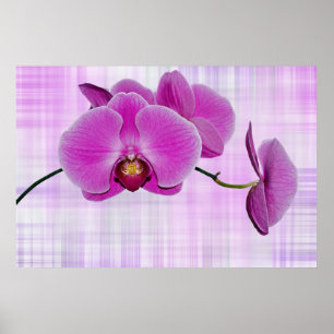 Pôster Flores da orquídea