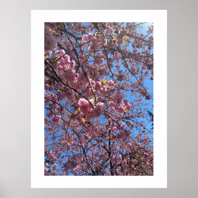 Poster Flores da Primavera (Frente)