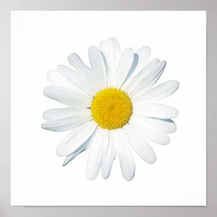 Poster Flores   Daisy Solteiro