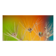 Flores Dandelion Casamento Chuveiro Amor Paz