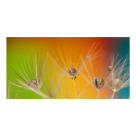 Pôster Flores Dandelion Casamento Chuveiro Amor Paz