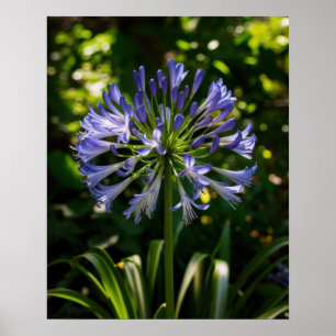 Poster Flores de Agapanthus Azuis