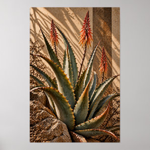 Poster Flores de Aloe Iluminadas pela Luz do Sol Arte Bot
