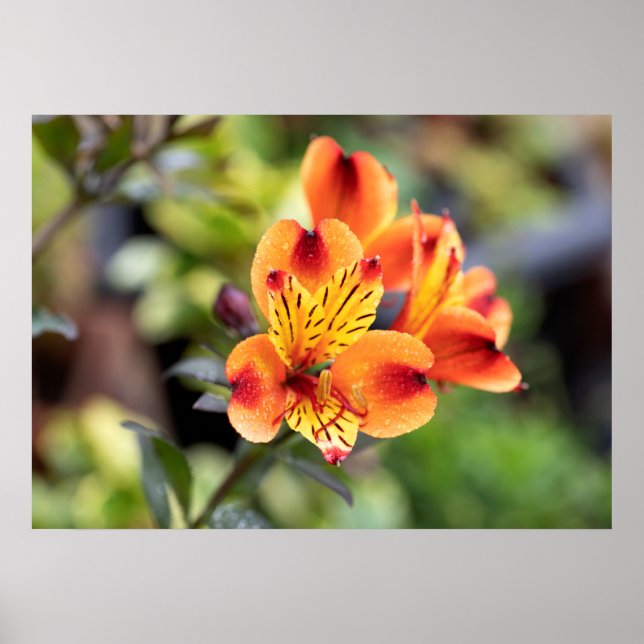 Poster Flores de Alstroemeria Vermelha e Laranja (Frente)