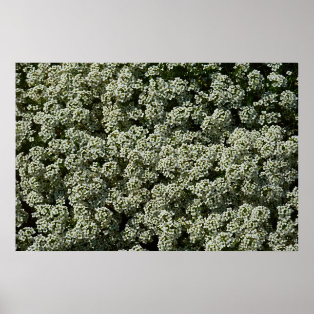 Poster Flores de Alyssum Doce Floral Branco (Frente)