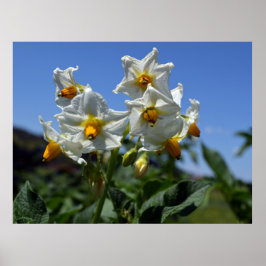 Poster Flores de amido Solanum tuberosum