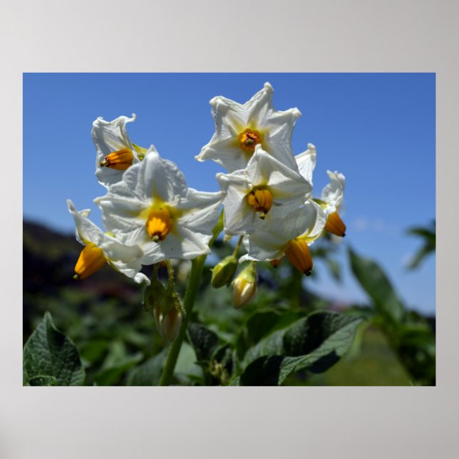 Poster Flores de amido Solanum tuberosum (Frente)