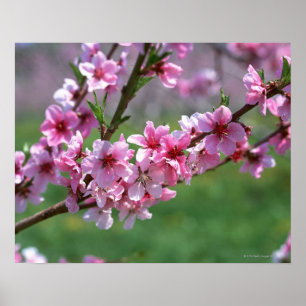 Poster Flores de Apple