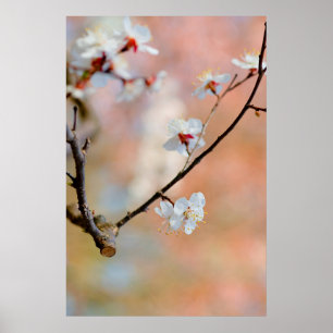 Poster Flores de Apricot Japonesas Superb