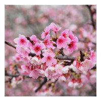Flores de árvores cor-de-rosa floral japonesas