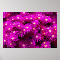 Flores de Aster Rosa
