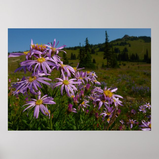 Poster Flores de Aster Roxo no Monte Rainier (Frente)