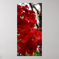 Flores de Azalea Vermelha