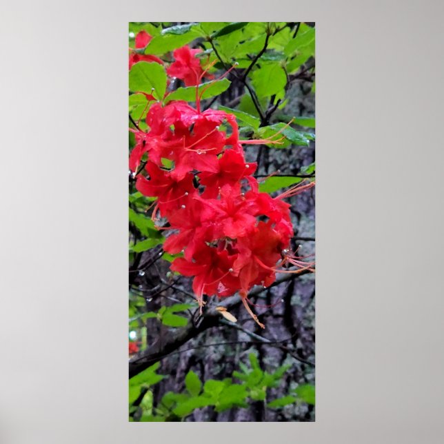 Poster Flores de Azalea Vermelha (Frente)