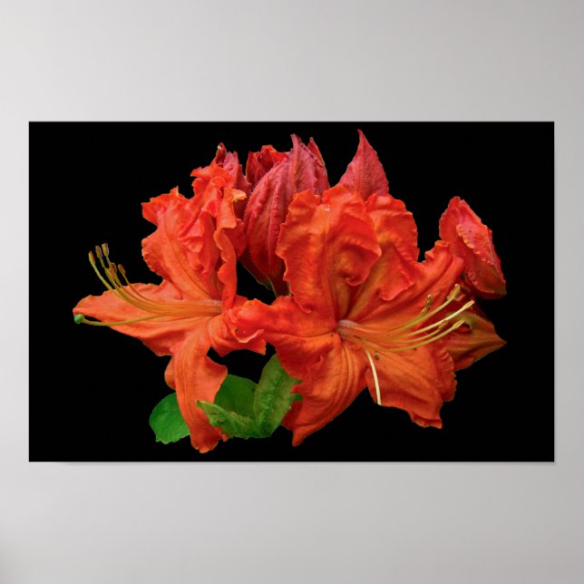 Poster Flores de Azaléia Laranja (Frente)