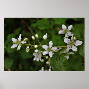 Poster Flores de Blackberry