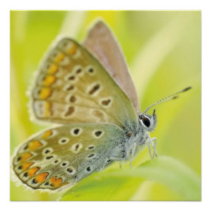 Pôster Flores de Borboletas Flores Amam Chá de Destino