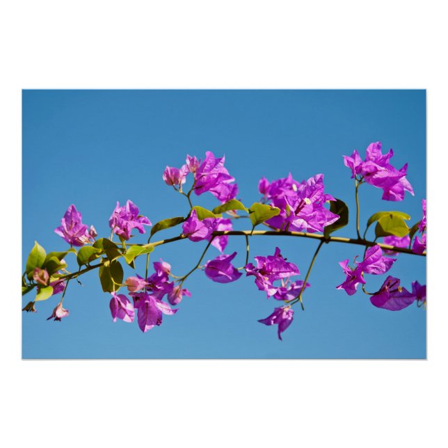 Pôster Flores de Bougainvillea (Frente)