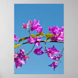 Poster Flores de Bougainvillea