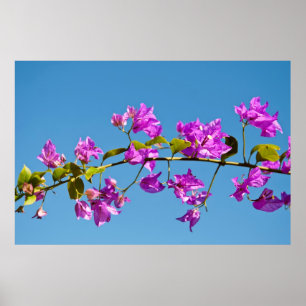 Poster Flores de Bougainvillea