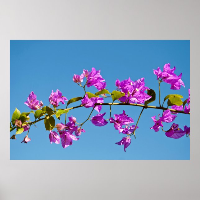 Poster Flores de Bougainvillea (Frente)