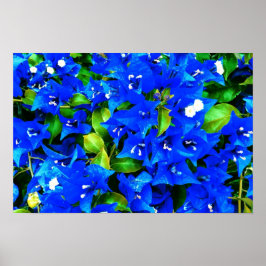 Pôster Flores de Bougainvillea Azul Vibrantes