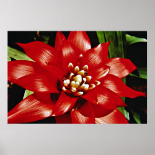 Poster Flores de Bromeliad