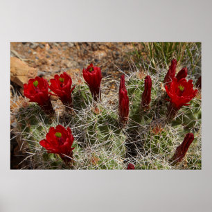 Pôster flores de cacto Claret Cup 2