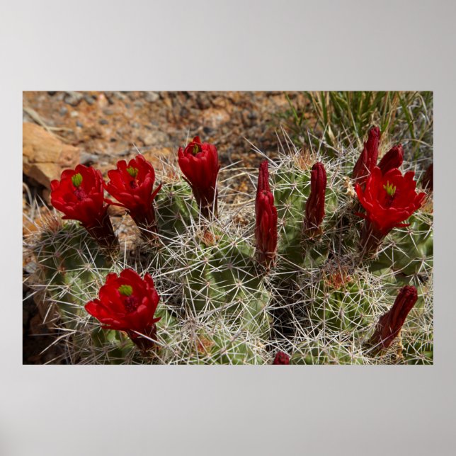 Pôster flores de cacto Claret Cup 2 (Frente)