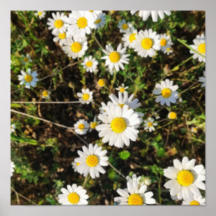Poster Flores de camomila