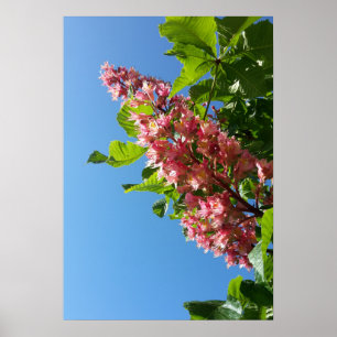 Poster Flores de castanheiro Primavera