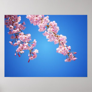 Pôster Flores De Cereja Rosa Contra Céu Azul, Médio