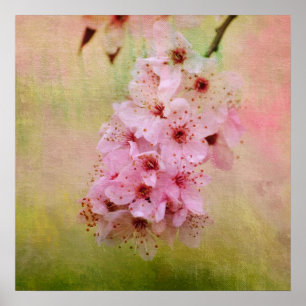 Poster Flores de cerejeira