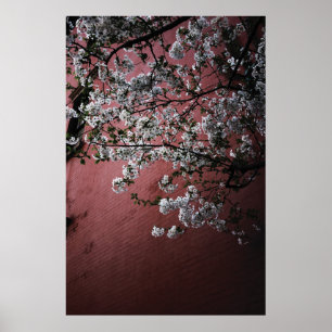 Poster Flores de cerejeira
