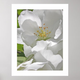 Pôster Flores de cerejeira