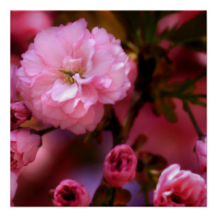 Pôster Flores de cerejeira bonitas do rosa do primavera