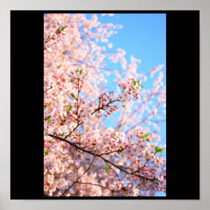 Pôster Flores de cerejeira em Japão