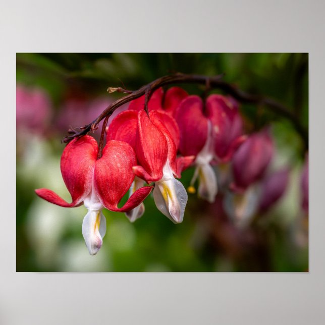 Poster Flores de Coração Sangrando com Pontas Brancas (Frente)