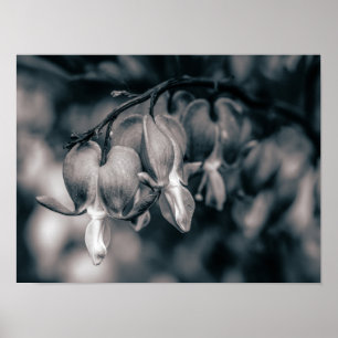 Poster Flores de Coração Sangrando Preto e Branco