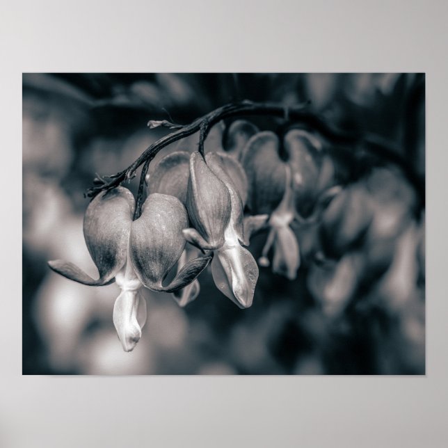 Poster Flores de Coração Sangrando Preto e Branco (Frente)