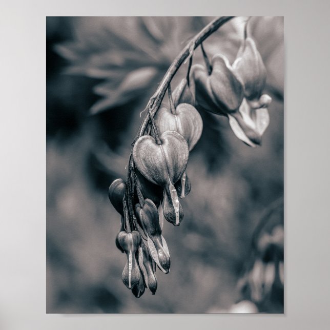 Poster Flores de Coração Sangrando Preto e Branco, Românt (Frente)