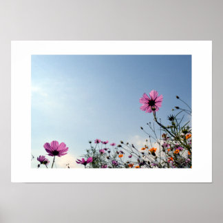 Poster Flores de Cosmos do Japão