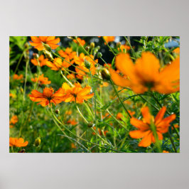 Poster Flores de Cosmos Laranja